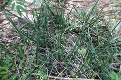 Sansevieria roxburghiana